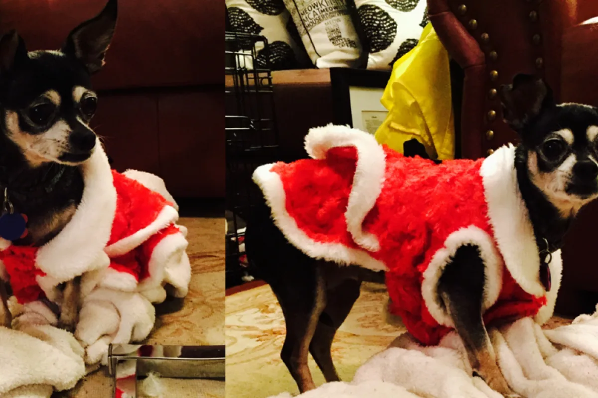 12 Days Of Decembrrr – Day 7 (12/9/15)